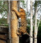 Hình minh họa câu 6 - Trắc nghiệm Tiếng Anh 3: Unit 20 - At the zoo